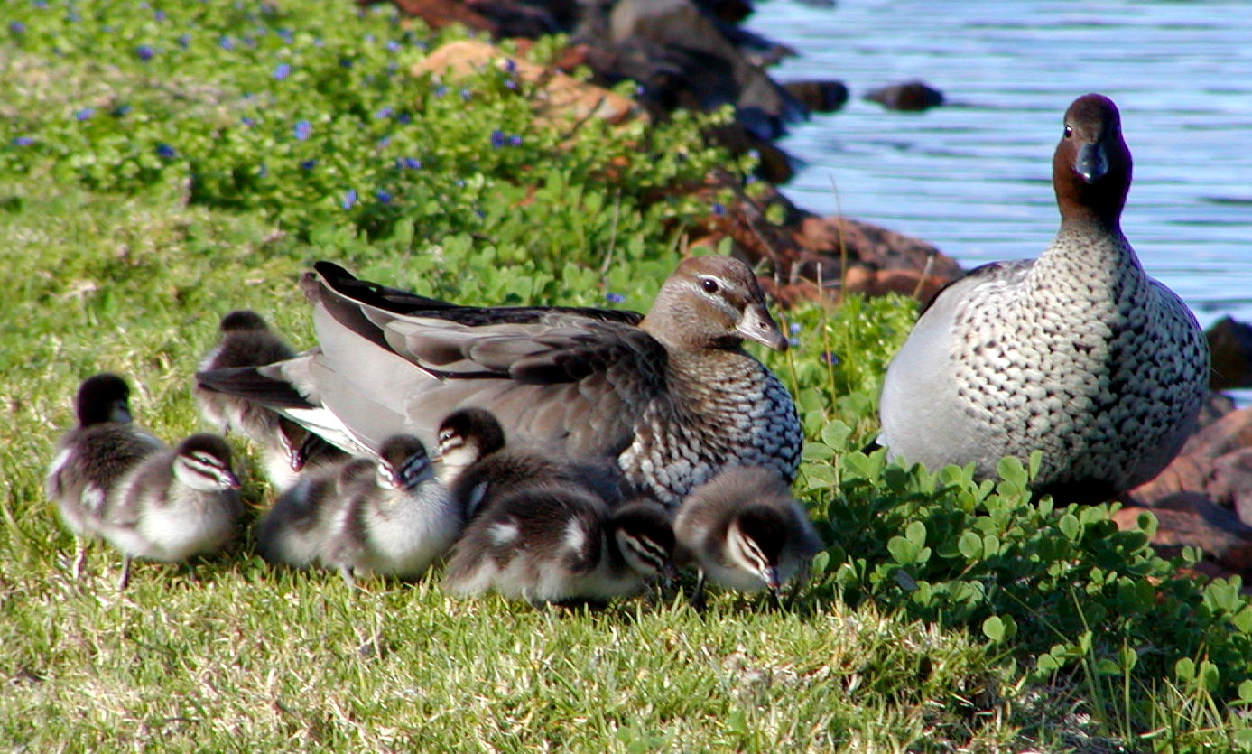Ducklings